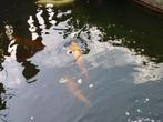 Drie oranje koi-karper vissen, Dieren en Toebehoren, Vissen | Vijvervissen, Karper of Koi