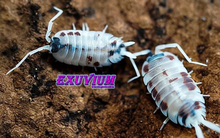 Porcellio silvestrii Dalmatian isopods / pissebedden, Dieren en Toebehoren, Insecten en Spinnen, Overige soorten