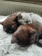 Britse korthaar kittens, Dieren en Toebehoren, Katten en Kittens | Raskatten | Langhaar, Ontwormd, Meerdere dieren, 0 tot 2 jaar