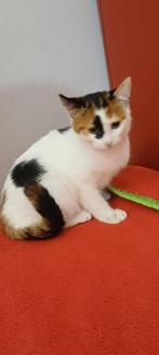 4 zeer leuke lieve kittens ingeent/chip/gesterilis. 4 + 6mnd, Meerdere dieren, Kortharig, 0 tot 2 jaar