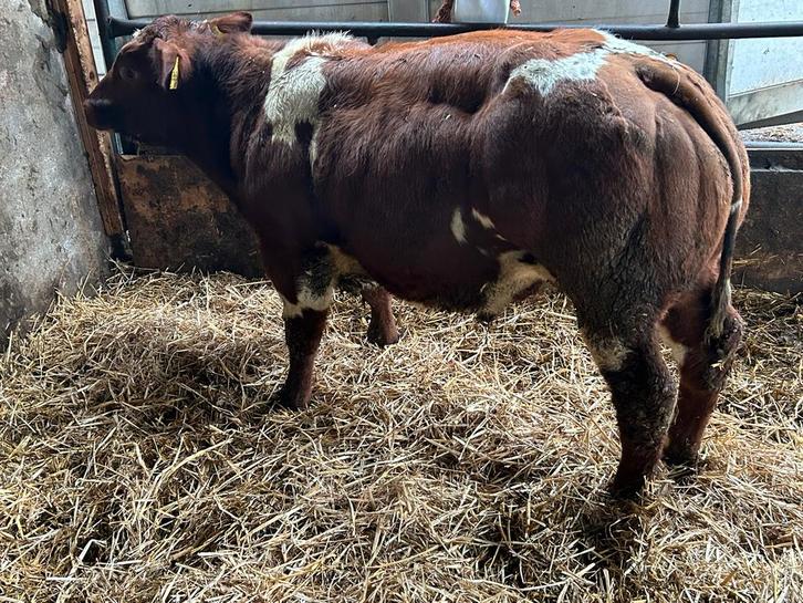 Verbeterd roodbont dikbil stiertje, Dieren en Toebehoren, Runderen, Mannelijk