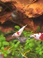 Crystalred garnalen (sss+), Dieren en Toebehoren, Vissen | Aquariumvissen, Kreeft, Krab of Garnaal