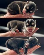 Nestje van 3 pomsky pups ( mini husky  ), Dieren en Toebehoren, Overige rassen, CDV (hondenziekte), 8 tot 15 weken, Meerdere