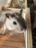 Prachtig gerbil meisje zoekt huisje, Dieren en Toebehoren, Knaagdieren, Februari, Vrouwelijk, Overige typen, Tam