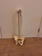 Wervelkolom model, anatomisch model., Ophalen of Verzenden, Zo goed als nieuw, Overige typen