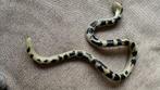 Action man figuren artikelen - slang boa constrictor., Ophalen, Zo goed als nieuw