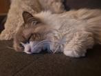 Blue bicolor ragdoll dekkater ( niet te koop ), 0 tot 2 jaar