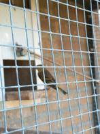 Bastaard pop timborados pop, Dieren en Toebehoren