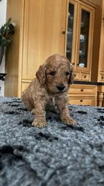 Super mooie multi x labradoodle australiën doodle pups, Dieren en Toebehoren, Honden | Retrievers, Spaniëls en Waterhonden, Overige rassen