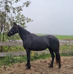 Prachtige 3 jarige merrie, Fries x Appaloosa, zadelmak, Dieren en Toebehoren, Paarden, Merrie, Dressuurpaard, Zadelmak, 3 tot 6 jaar