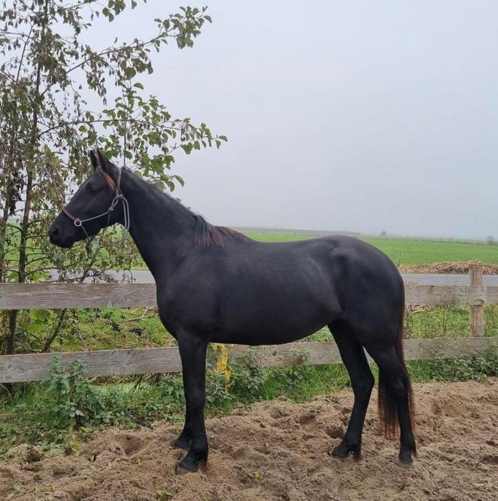 Prachtige 3 jarige merrie, Fries x Appaloosa, zadelmak, Dieren en Toebehoren, Paarden, Merrie, Zadelmak, 160 tot 165 cm, 3 tot 6 jaar
