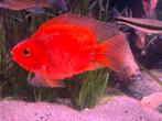 Rode papegaai cichlide, Dieren en Toebehoren, Vissen | Aquariumvissen, Vis