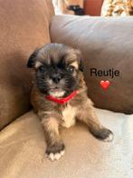 Pekingees pups, Parvo, 8 tot 15 weken, Meerdere, Meerdere dieren