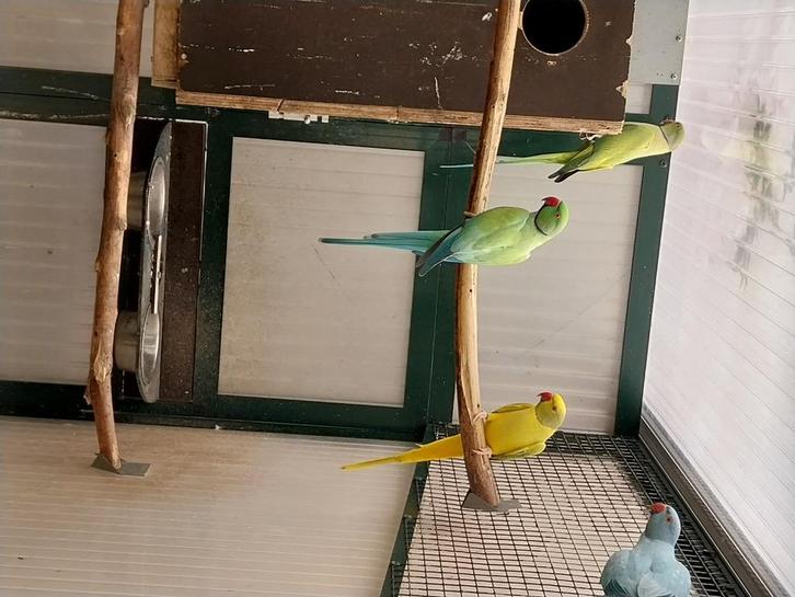 8 Halsbandparkieten in 1 koop t.e.a.b, Dieren en Toebehoren, Vogels | Parkieten en Papegaaien, Parkiet, Meerdere dieren