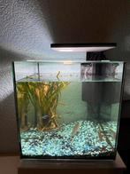 Vissen met aquarium, Dieren en Toebehoren, Vissen | Aquaria en Toebehoren, Ophalen of Verzenden, Zo goed als nieuw, Gevuld zoetwateraquarium
