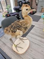 Prachtige jonge opgezette kroonkraanvogel ( uniek item ), Verzamelen, Ophalen of Verzenden, Nieuw, Vogel, Opgezet dier