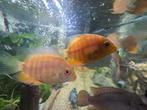 Severum, Vis