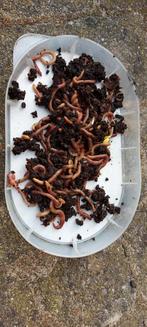 Compostwormen voor wormenhotel, Tuin en Terras, Aarde en Mest, Ophalen