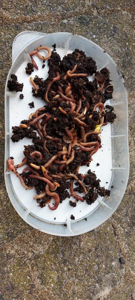 Compostwormen voor wormenhotel, Tuin en Terras, Aarde en Mest, Ophalen