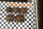 breedrandlandschildpad, Dieren en Toebehoren, Schildpad, 0 tot 2 jaar