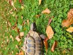 Griekse landschildpad mannetje, Dieren en Toebehoren, Reptielen en Amfibieën, Schildpad, Tam, 11 jaar of ouder