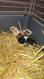 Cavia's te Koop, Dieren en Toebehoren, Knaagdieren, Cavia, Mannelijk, Tam, Oktober