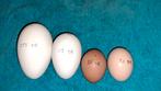 Verse ganzen eieren, Dieren en Toebehoren, Pluimvee, Geslacht onbekend, Gans of Zwaan