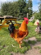 New Hampshire groot, Dieren en Toebehoren, Pluimvee, Mannelijk, Kip
