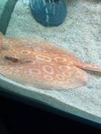 potamotrygon albino male 12/15 cm, Dieren en Toebehoren, Vissen | Aquariumvissen, Vis