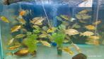 Jonge koi's, Karper of Koi