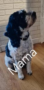 Mama poedelmix Papa 100% Poedel, Particulier, Buitenland, Meerdere, Meerdere dieren