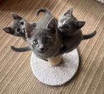 Mooie kittens grijsblauw, zwart, blauwe rusX britse korthaar, Dieren en Toebehoren, Katten en Kittens | Raskatten | Korthaar, Meerdere dieren