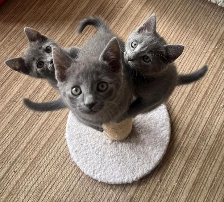 Twee prachtige kittens blauwe rus X britse korthaar, Dieren en Toebehoren, Katten en Kittens | Raskatten | Korthaar, Meerdere dieren