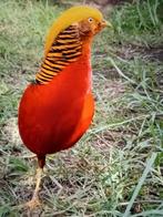 Koppel goudfazant en zilverfazant, Dieren en Toebehoren, Meerdere dieren, Overige soorten