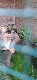 Witwangtoerako, Dieren en Toebehoren, Meerdere dieren, Tropenvogel, Geringd