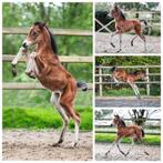 Cruzado D pony jaarling merrie, Dieren en Toebehoren, Merrie, Dressuurpony, Niet van toepassing, 0 tot 2 jaar