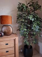 Kunstplant Ficus - Mooie decoratie!, Ophalen, Zo goed als nieuw, Binnen
