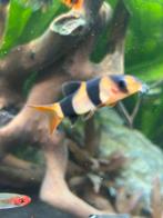 2 clown Botia’s, Dieren en Toebehoren, Vis