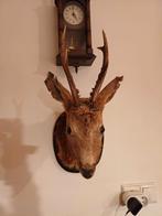 Hert: opgezethoofd, Diversen, Ophalen of Verzenden, Nieuw