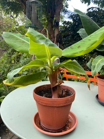Bananenplanten in meerdere maten beschikbaar voor biedingen