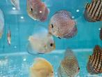 Blue Diamond Discus, Symphysodon Discus, Vis, Zoetwatervis