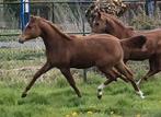 Super knappe 1 jarige D pony hengst, Dieren en Toebehoren, 0 tot 2 jaar, Hengst, Gechipt, Onbeleerd