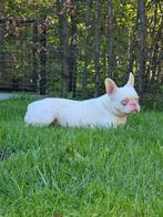 🥰Bijzondere kleur: Pink, Franse bulldog dekreu Charlie🥰, Dieren en Toebehoren, Honden | Dekreuen, Particulier, Rabiës (hondsdolheid)