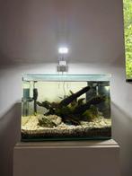 Dennerle Aquarium Nano Scaper´s Tank 35 L, Ophalen, Gebruikt, Gevuld zoetwateraquarium