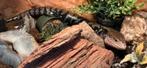 Blauwtongskink ( Tiliqua gigas gigas ) dame incl terrarium, Dieren en Toebehoren, Reptielen en Amfibieën, Slang, 0 tot 2 jaar