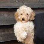 Super lieve boomer pup reutje, Dieren en Toebehoren, Parvo, 8 tot 15 weken, Eén hond, Nederland