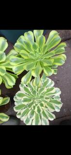 Aeonium , vetplant   ,verschillende soorten ., Ophalen of Verzenden, Vetplant, Halfschaduw, Minder dan 100 cm