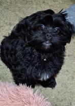 Gezocht: Zwarte Boomer Pup of jonge Shih Tzu, Rabiës (hondsdolheid), 15 weken tot 1 jaar, Eén hond, Nederland