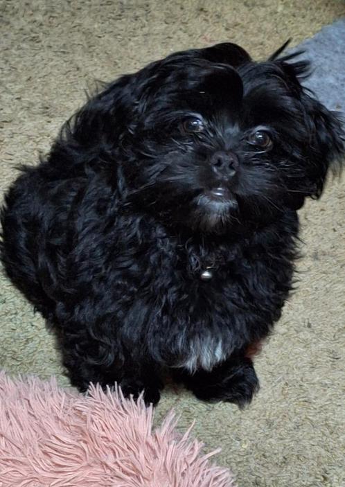 Gezocht: Zwarte Boomer Pup of jonge Shih Tzu, Dieren en Toebehoren, Honden | Chihuahua's en Gezelschapshonden, Reu, Overige rassen