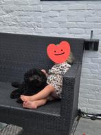 Honden kapper / trimmer gezocht!, Dieren en Toebehoren, Honden-accessoires, Ophalen of Verzenden